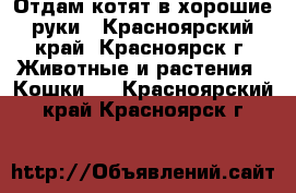 Отдам котят в хорошие руки - Красноярский край, Красноярск г. Животные и растения » Кошки   . Красноярский край,Красноярск г.